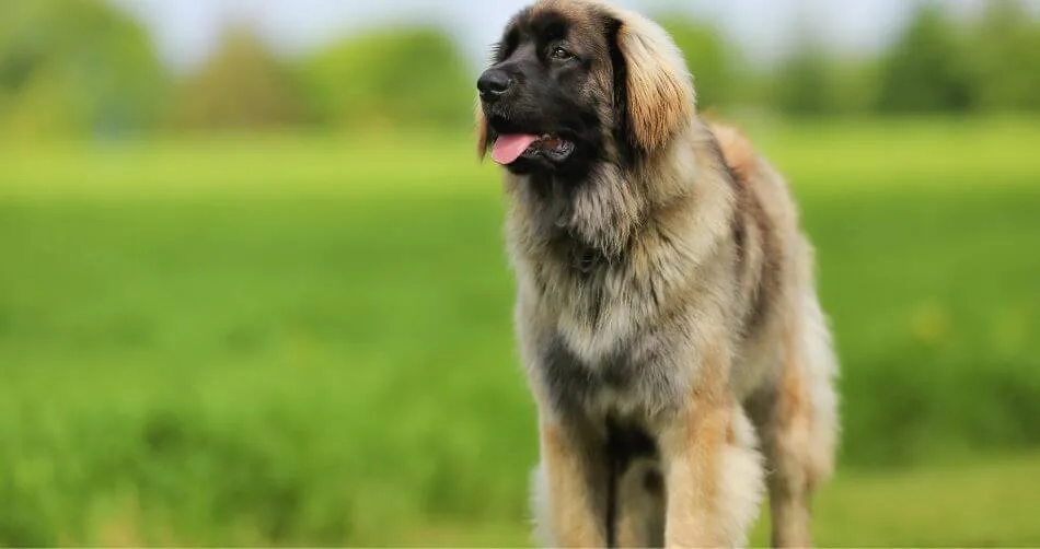 Leonberger