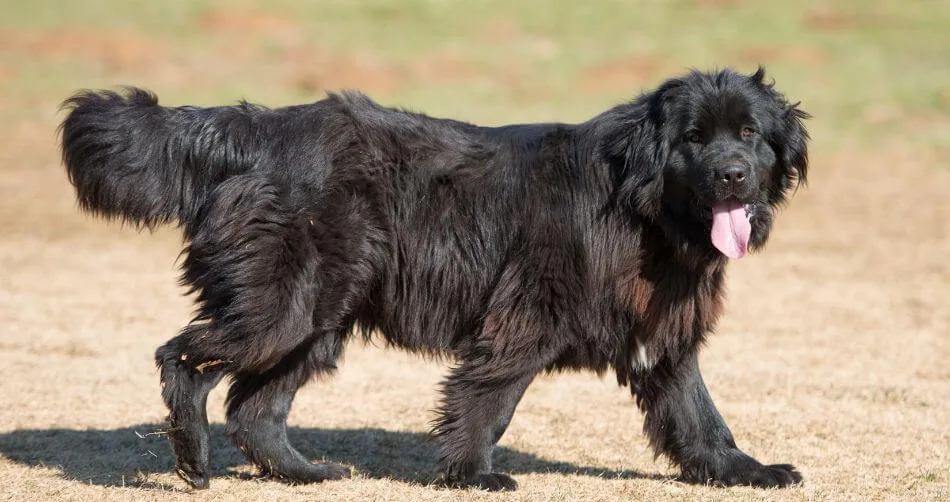 Newfoundland Newfoundland