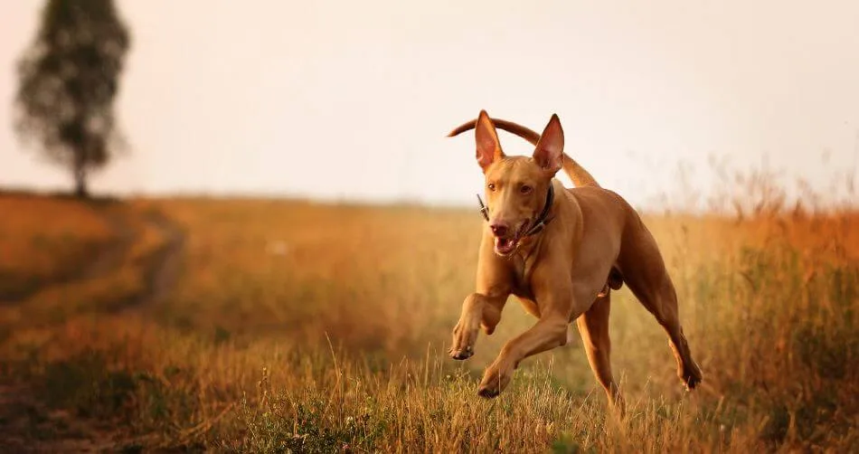 Pharaoh Hound