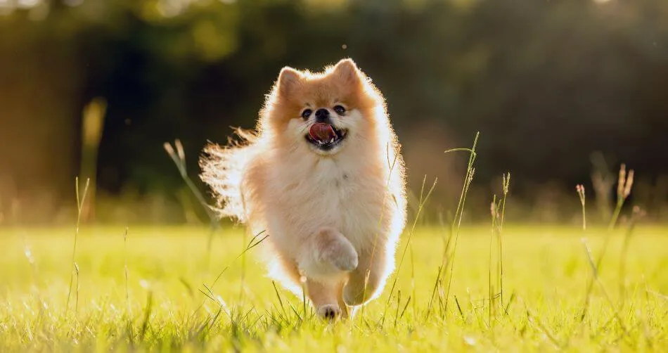 Pomeranian