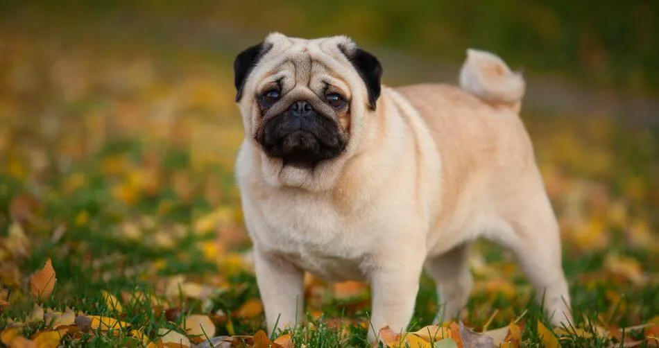 Pug