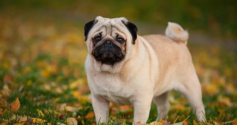 Pugs Pugs