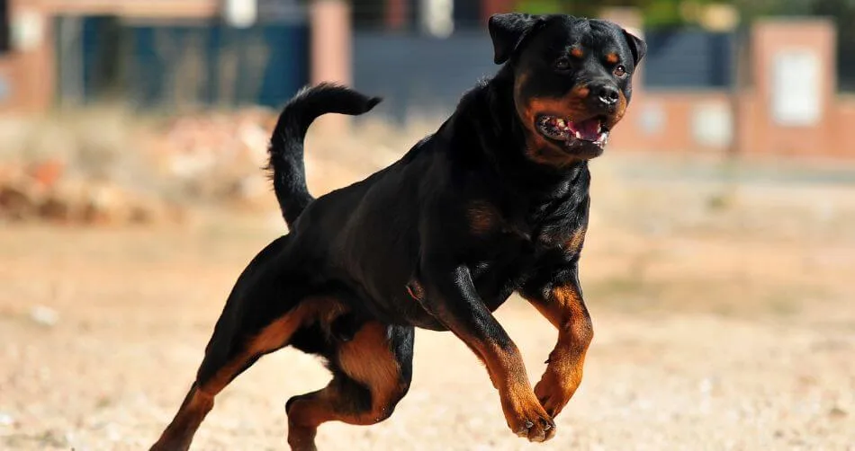 Rottweiler 