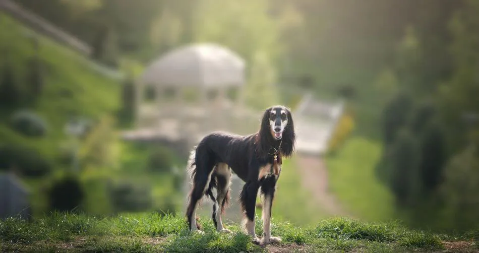 Saluki