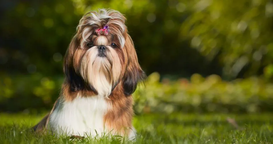 Shih Tzu Shih Tzu