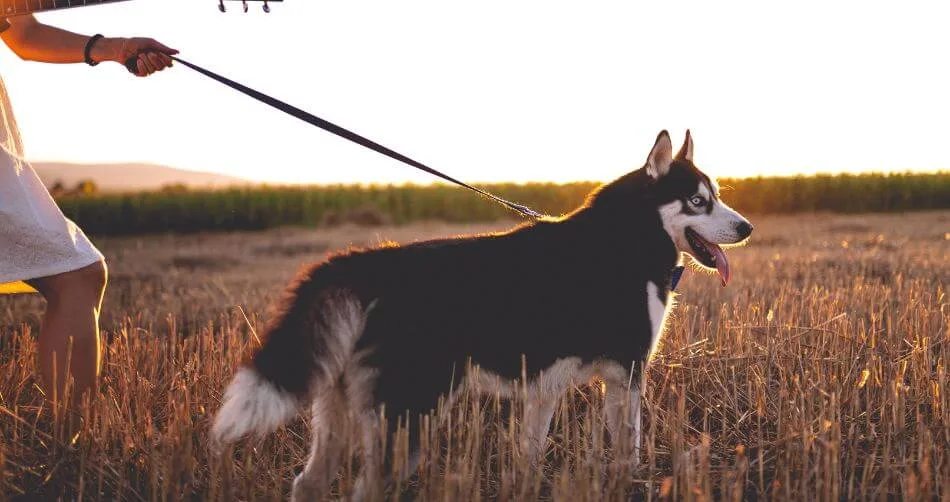 Siberian huskies