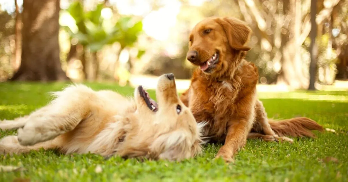 Selecting the Right Stud Dog: A Guide for Breeders