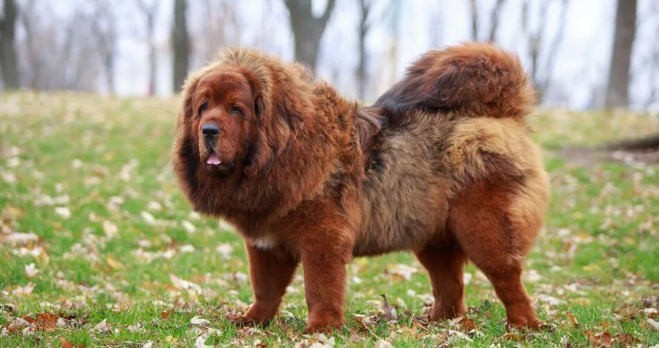 Tibetan Mastiff