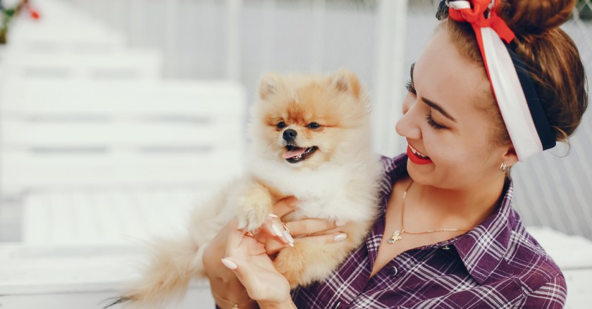 How to adopt a pomeranian puppy in USA