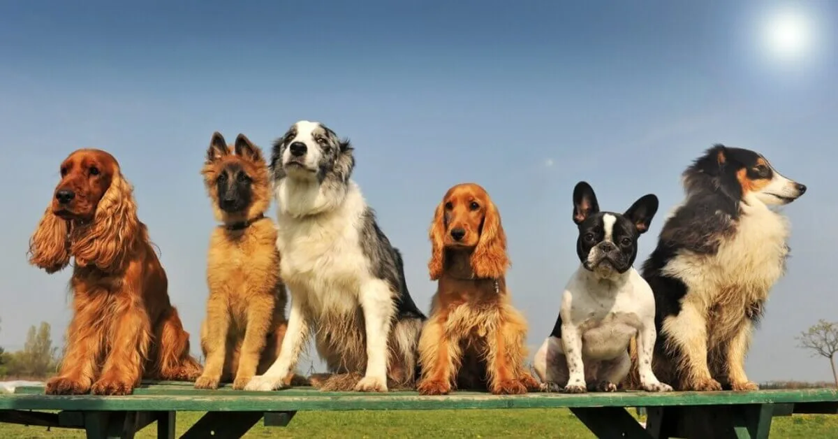 expensive dog breeds