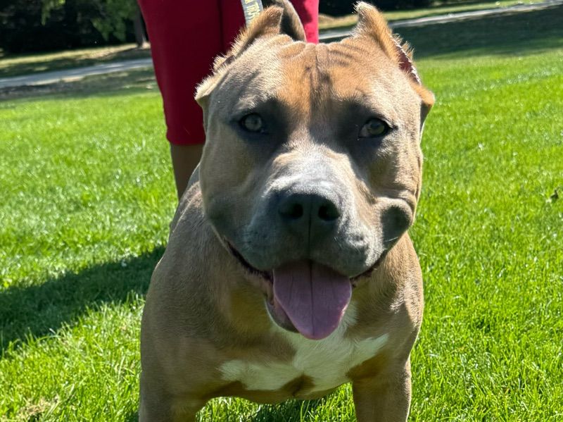 Taz – American Bully Stud Dog for Breeding in Colorado | Vaccinated