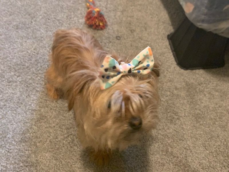 Harley – Teacup Yorkshire Terrier Female Dog for Sale in Michigan | Vaccinated