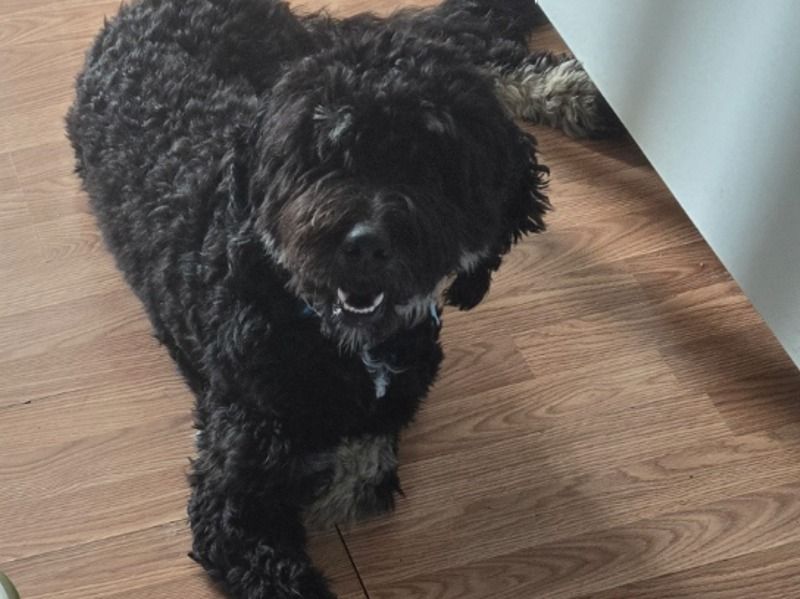 Elvis – Bernedoodle Stud Dog for Breeding in Michigan | Vaccinated