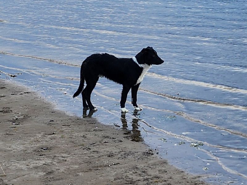 Thunder – Border Collie Male Dog for Sale in