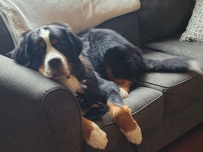 Thor – Bernese Mountain Dog Stud Dog for Breeding in Ontario | Proven Stud, Vaccinated