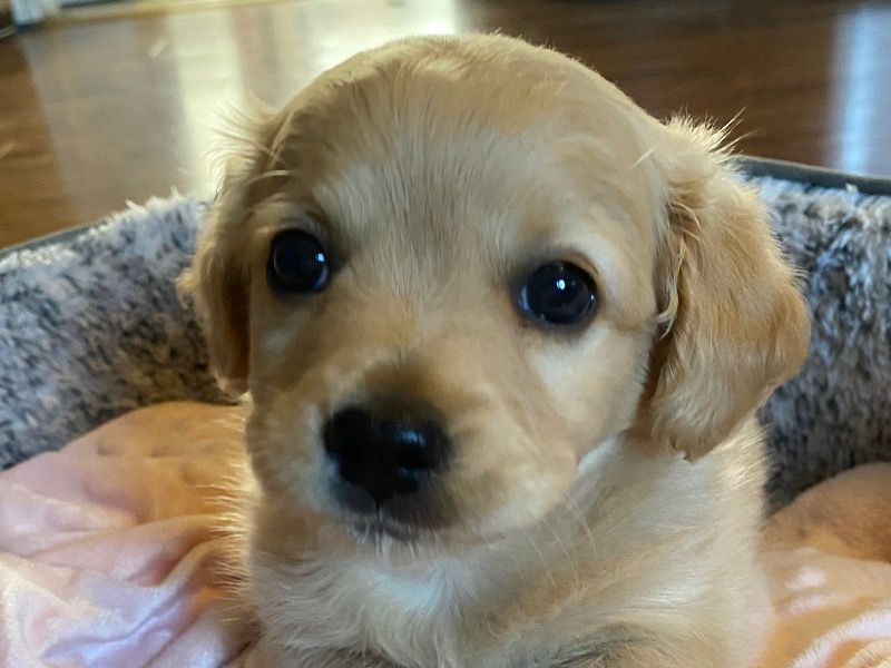 Cinnamon – Mini Golden Doodle Female Dog for Sale in Washington