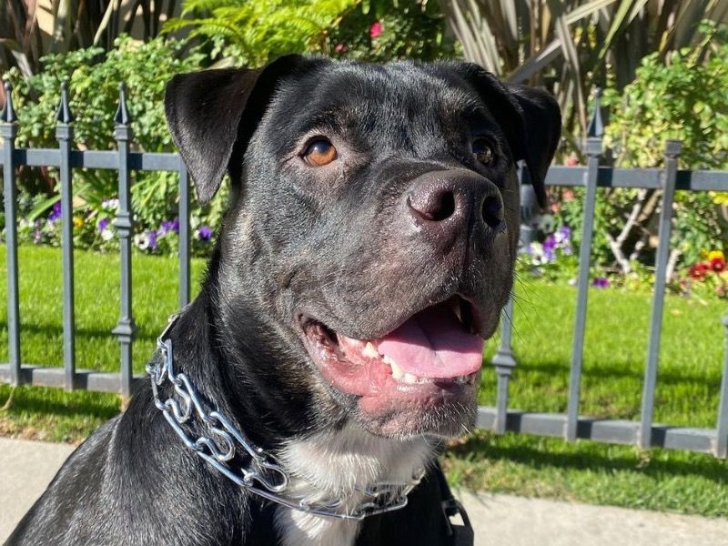 Dante – American Bully x Australian Shepherd Male Dog for Adoption in California | Vaccinated