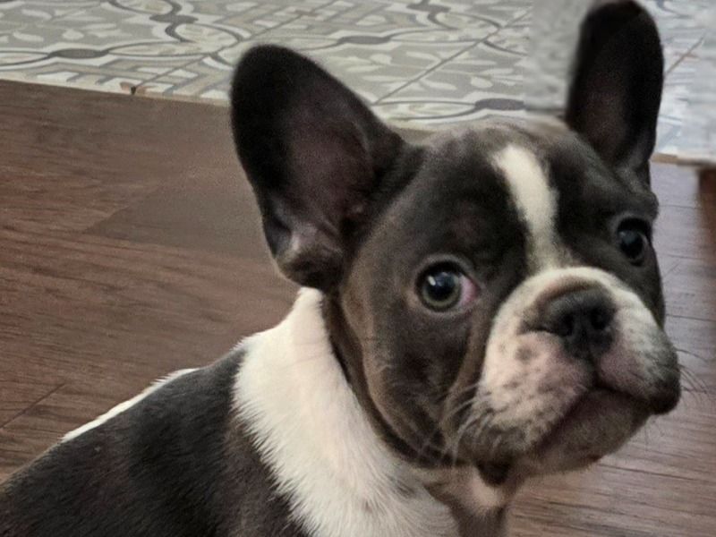 Frenchie Bulldog – French Bulldog Female Dog for Sale in California | Vaccinated