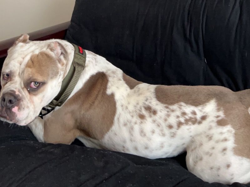 Khilo – American Bulldog Male Dog for Sale in Virginia | Vaccinated