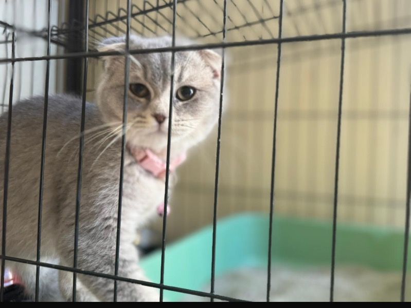 Youmi – Scottish Fold Female Cat for Sale in Dubai | Vaccinated