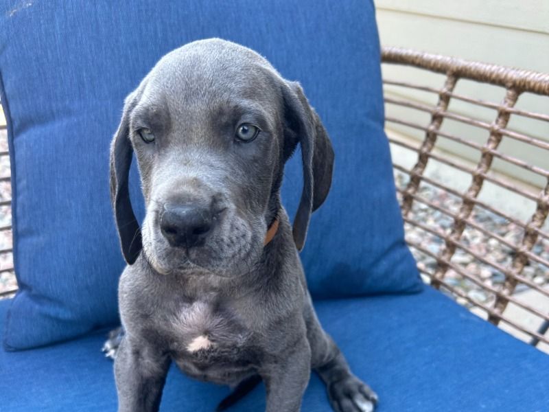 Titan – Great Dane Male Dog for Sale in Colorado | Vaccinated