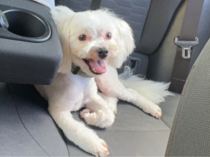 Teddy – Maltese Shih Tzu Male Dog for Adoption in Western Australia | Vaccinated