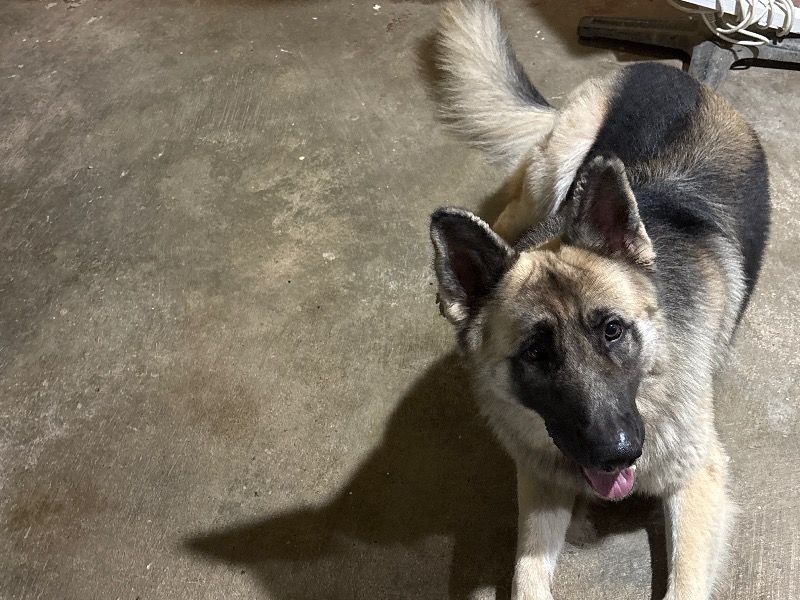 King – German Shepherd Stud Dog for Breeding in Queensland | Vaccinated