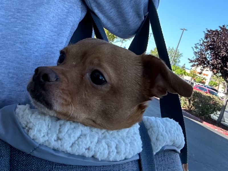 Seven – Miniature Dachshund x Chihuahua Male Dog for Adoption in California | Vaccinated