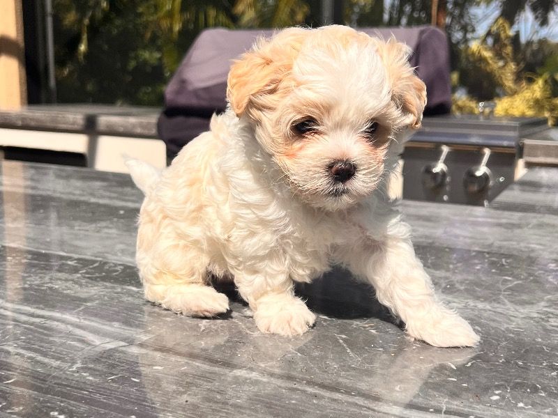 Maltipoo – Maltipoo Male Dog for Sale in Florida