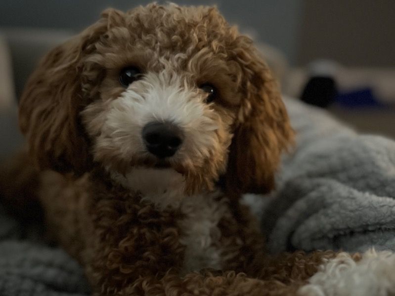 Teddy – Poochon Stud Dog for Breeding in England | Vaccinated