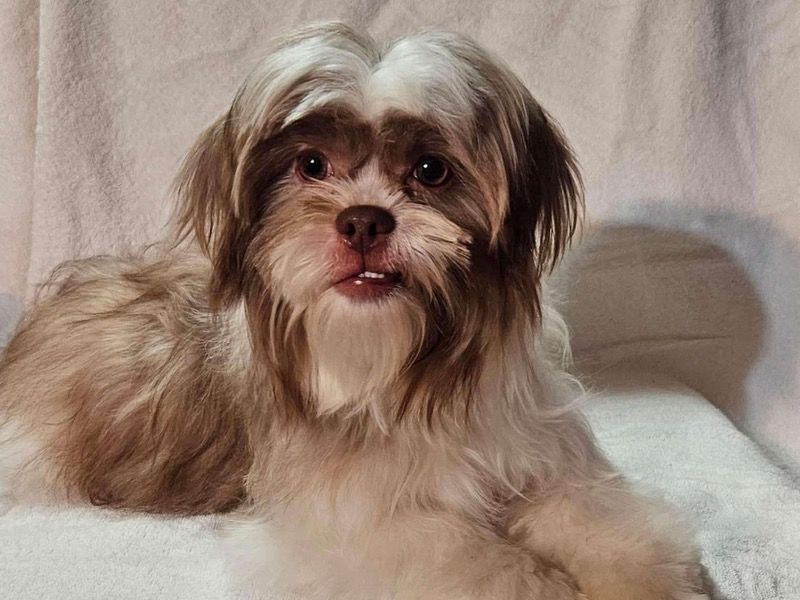 Marvin – Shih Tzu Stud Dog for Breeding in New York | Proven Stud, Vaccinated