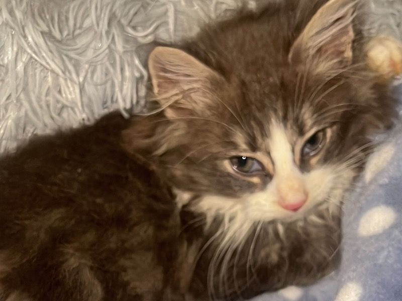 Stormi – Domestic Longhair Male Cat for Sale in England