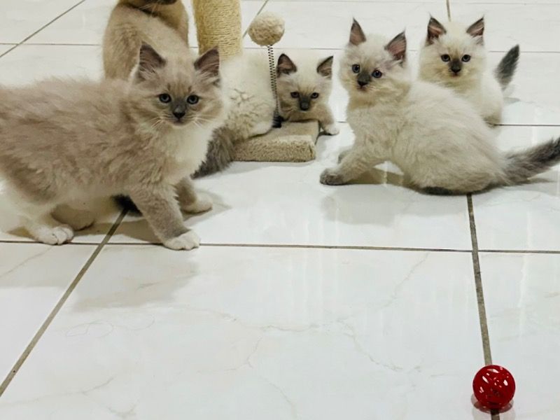 Ragdoll – Ragdoll Male Cat for Sale in Florida | Vaccinated