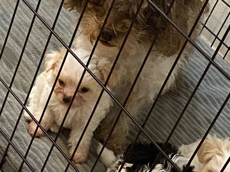 Elsa, Pepper, And Cotton – ShihPoo x Pomeranian Female Dog for Socialization in Wisconsin