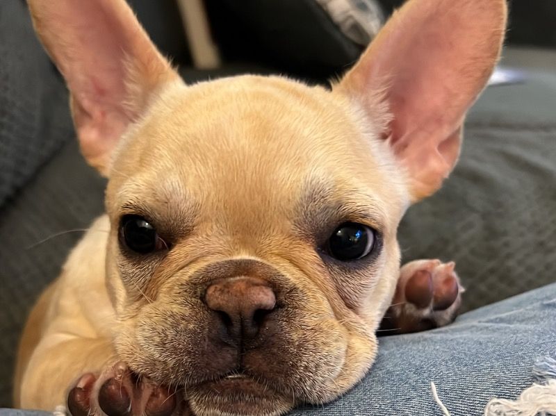 Stella – French Bulldog Female Dog for Adoption in Kentucky | Vaccinated