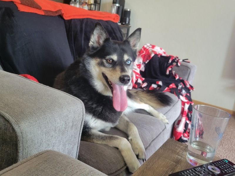 Shadow – Alaskan Husky x Shiba Inu Female Dog for Sale in Wisconsin