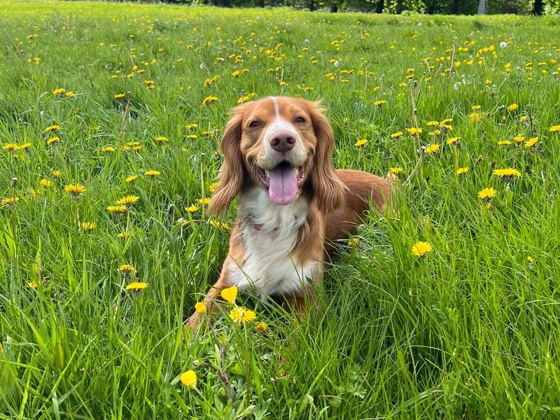 Chilli – Working Cocker Spaniel Stud Dog for Breeding in England | Proven Stud, Vaccinated