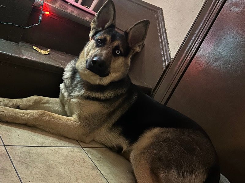 Diesel – German Shepherd x Husky Male Dog for Adoption in Pennsylvania | Vaccinated