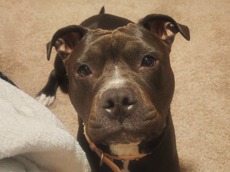 Coda Bear – American PitBull Terrier Female Dog for Breeding in Minnesota | Vaccinated