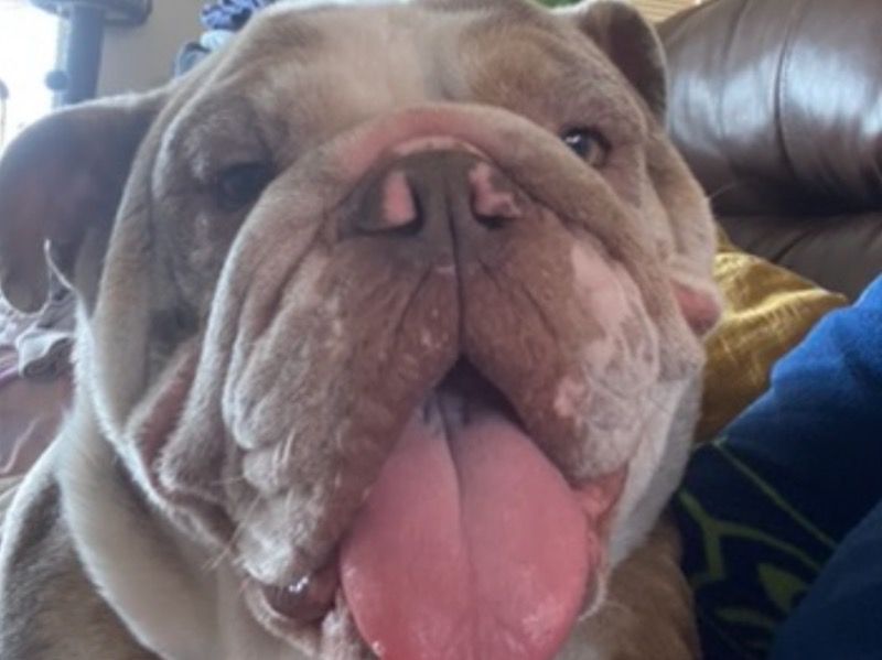 Ruby – Bulldog Female Dog for Adoption in Washington | Vaccinated