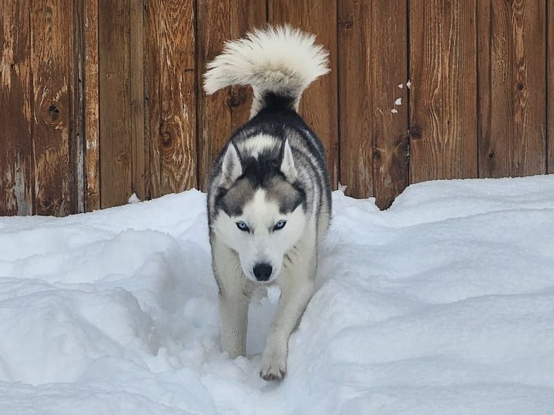 Dante – Siberian Husky Stud Dog for Breeding in British Columbia | Vaccinated
