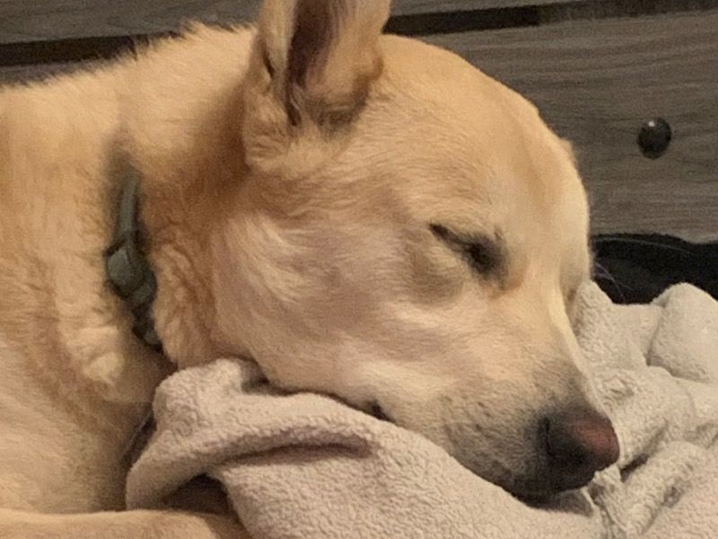 Simba – German Shepherd Husky Male Dog for Adoption in California