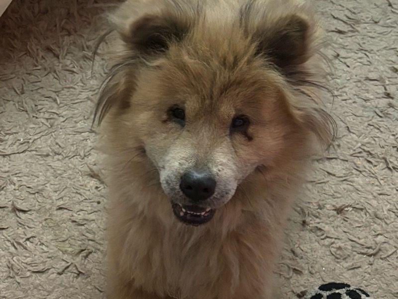 Jem – Chow Chow Female Dog for Breeding in New York | Vaccinated