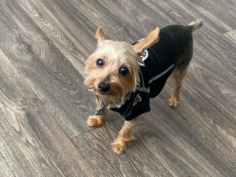 Harper – Yorkshire Terrier Male Dog for Adoption in Georgia | Vaccinated