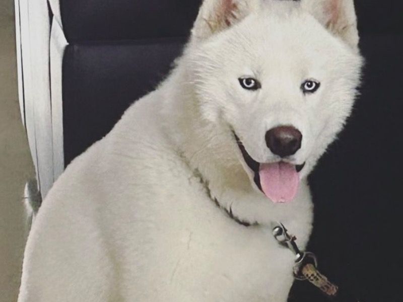 Dodo – Siberian Husky Stud Dog for Breeding in Haryana | Vaccinated