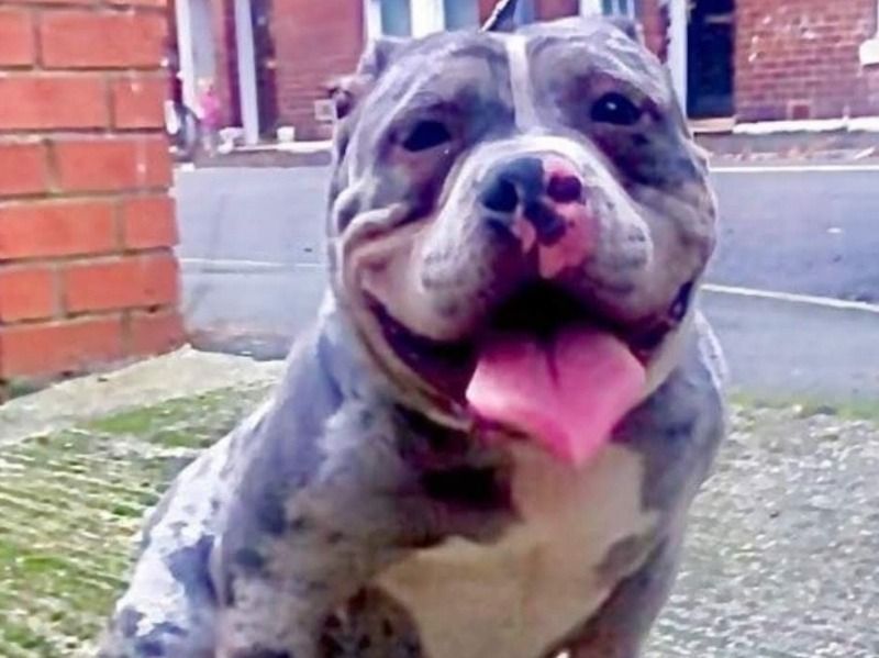 Moscow – American Bully Male Dog for Adoption in England | Vaccinated