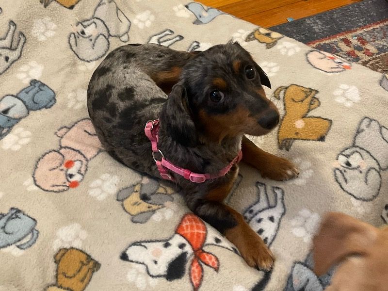 Tuesday – Dachshund x Chihuahua Female Dog for Breeding in New York