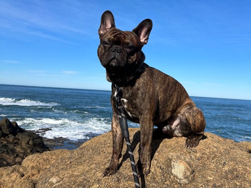 Frank – French Bulldog x Boston Terrier Stud Dog for Breeding in Washington | Vaccinated