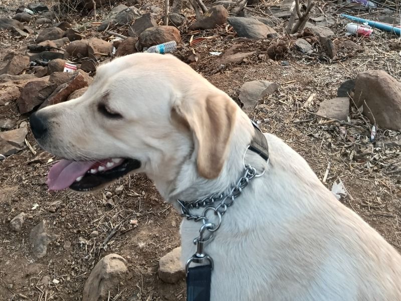 Coco – Labrador Retriever Stud Dog for Breeding in Maharashtra | Vaccinated