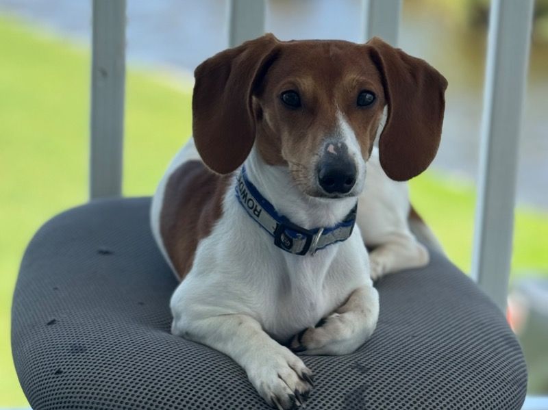 Rowdy – Miniature Dachshund Stud Dog for Breeding in Mississippi | Vaccinated